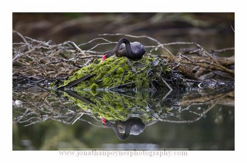 black swan on nest
